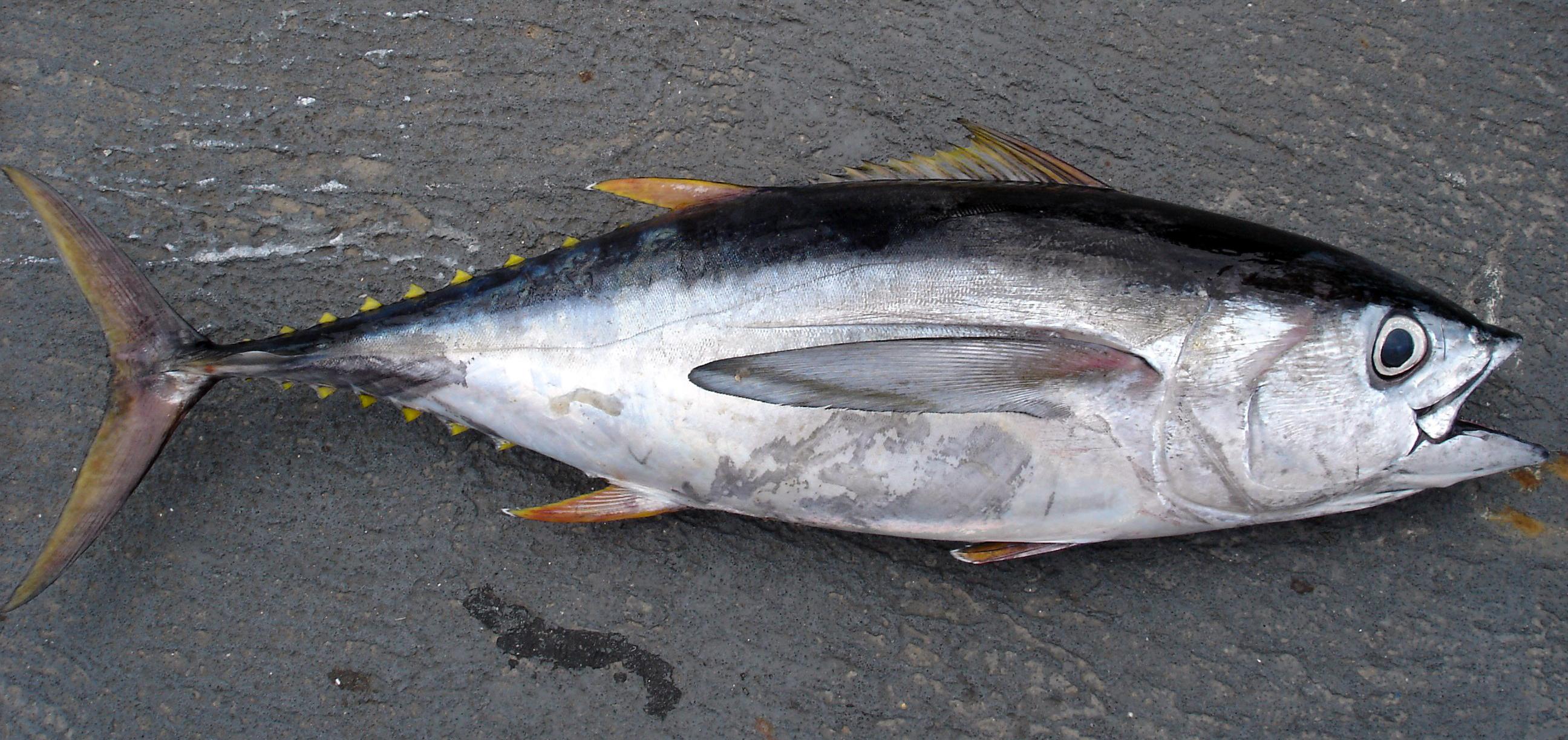 メバチマグロ(若魚)